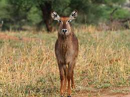 Serengeti Wildebeest Camp