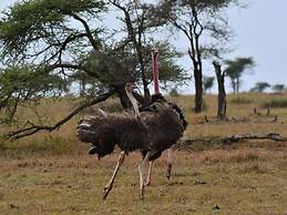 Serengeti Wildebeest Camp