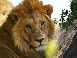 Serengeti Wildebeest Camp