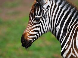Serengeti Wildebeest Camp