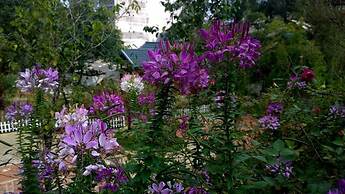 Sapa Garden Resort