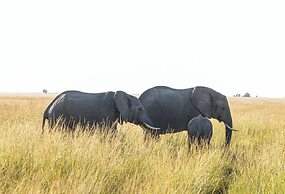 PrideInn Mara Camp & Cottages