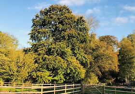 The Hopton Crown