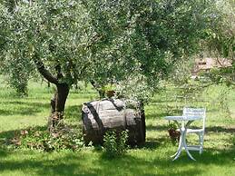 Olive Tree Hill