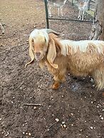 Anthidon Nature Estate & Farm