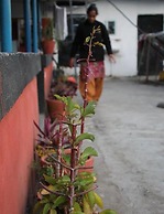 President Hotel Lumbini