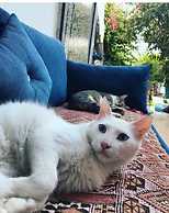 Riad Jean Claude