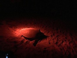 Turtle Paradise
