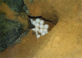 Turtle Paradise