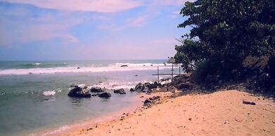 Turtle Paradise