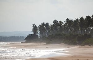 Turtle Paradise