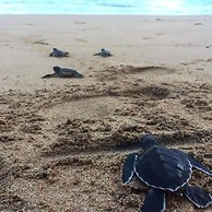 Turtle Paradise