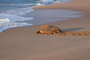 Turtle Paradise