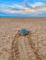 Turtle Paradise