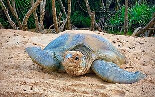 Turtle Paradise