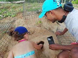 Turtle Paradise