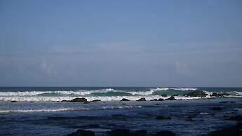 Turtle Paradise