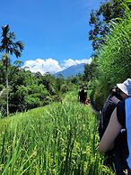 Les Rizieres Lombok