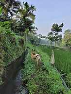 Les Rizieres Lombok