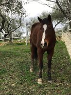 Agriturismo Montupoli