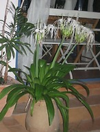 Barud Gedera