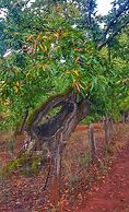 Finca La Viriñuela