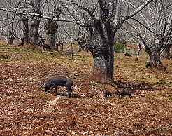 Finca La Viriñuela