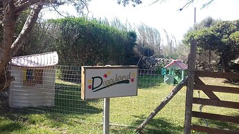 L'Araucaria