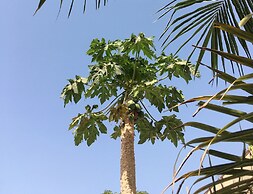 Mango Lodge Gambia