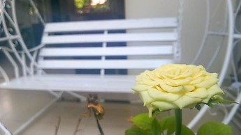 Sac Xanh Homestay