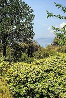 B&B La Torretta