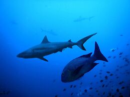 White Coral Rasdhoo