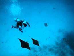 White Coral Rasdhoo