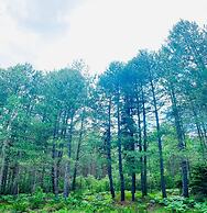 Foresta in Medias Mores