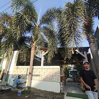 Palm Trees Villas