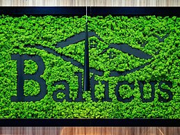 Balticus