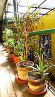 Secret Garden - Hostel