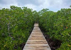 Isla Madre Selva