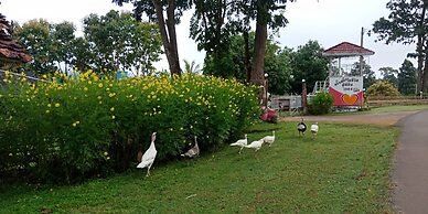 Phuchandang Resort
