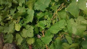 Weingut Sauer-Kettermann