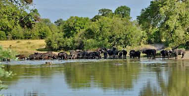Rhino Walking Safaris