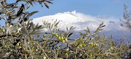 Gli Ulivi dell'Etna