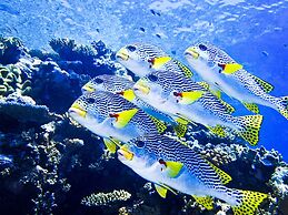 Coral Sea Dreaming Dive and Sail
