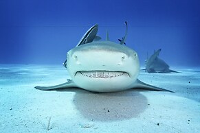 Coral Sea Dreaming Dive and Sail