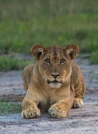Leopard Plains