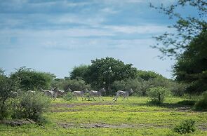 Leopard Plains