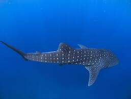 Dhiguveli Maldives