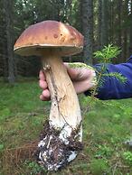 Kungskvarnen Borgvik