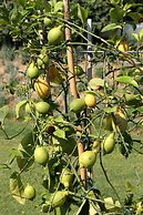 Tenuta le Viiste