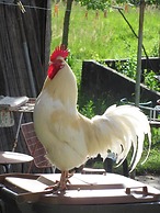 La Genzianella